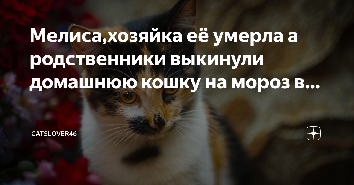 Как умирают домашние кошки. Как умирают домашние кошки. Мертвый от старости кот. Как умирают домашние кошки. Кошки домашние мертвые.