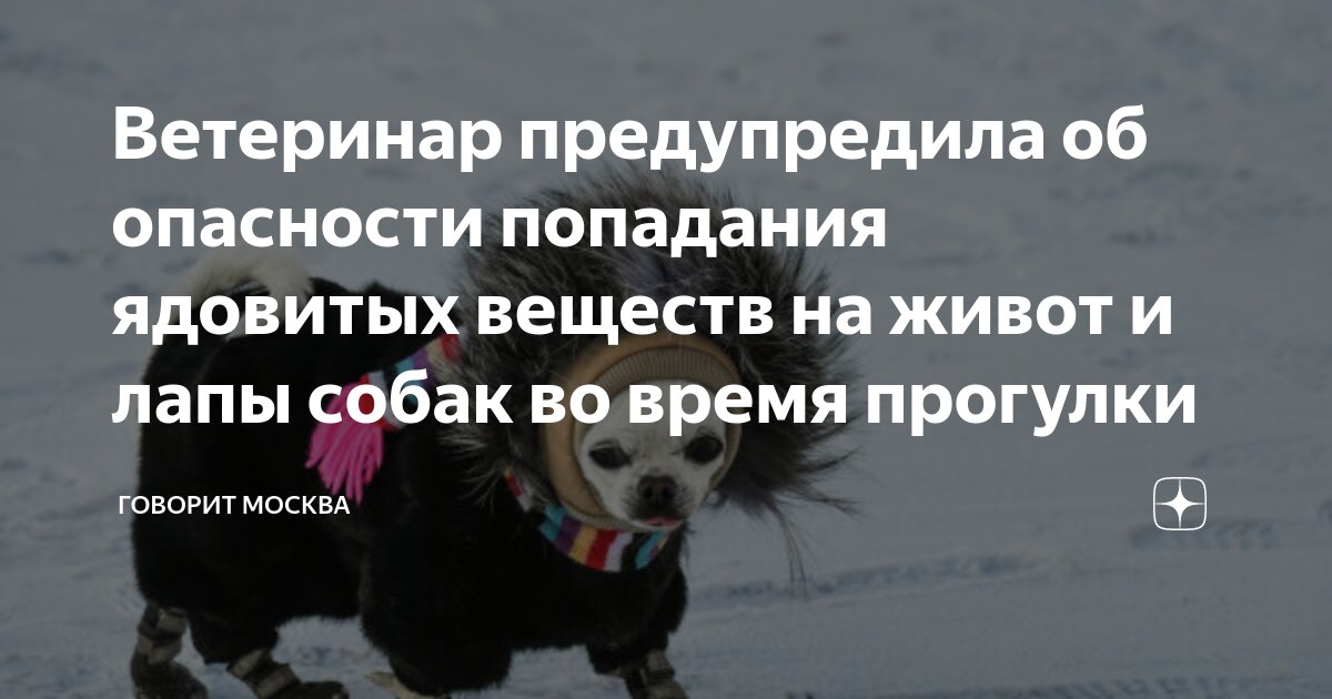 опасные продукты для собак. список опасных продуктов для собак. тубазид отрава для собак. какие вещества опасны для собак. бабезиоз собак возбудитель.