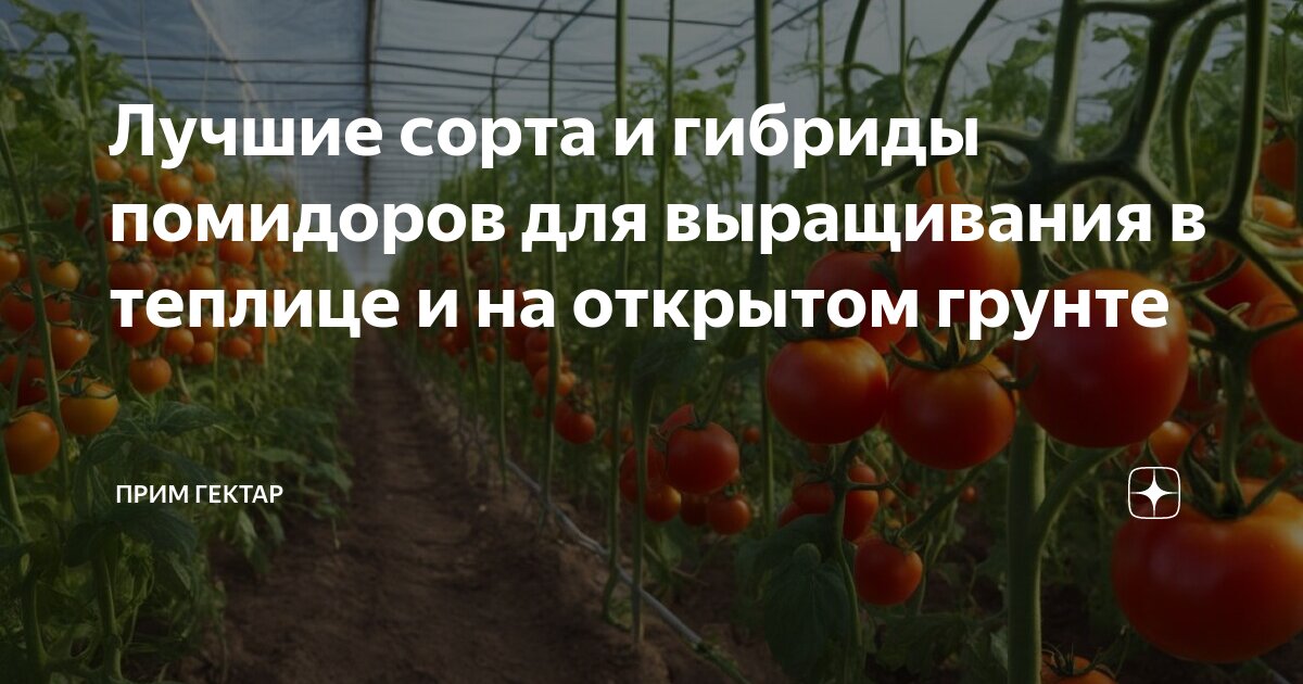 Томат антоновка медовая. Сорт томатов бони м. Какой сорт томатов в открытый грунт. Таблица сорта раннеспелых крупноплодных томатов. Семена томат ямал.