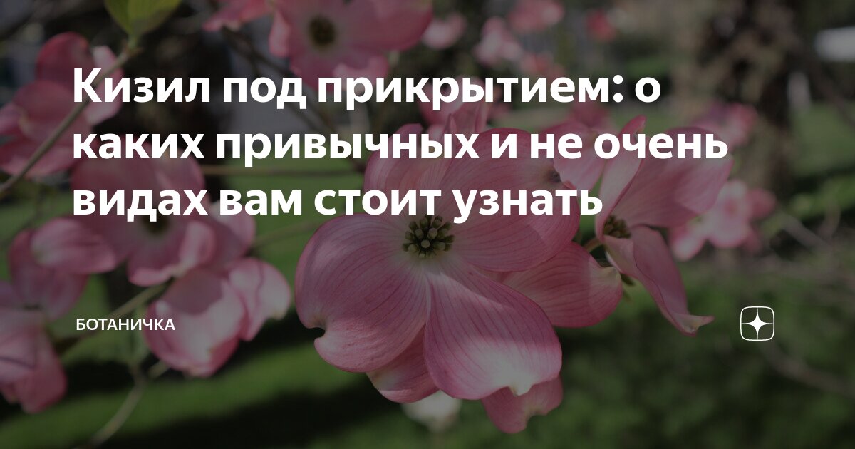 Кизил пальчатый