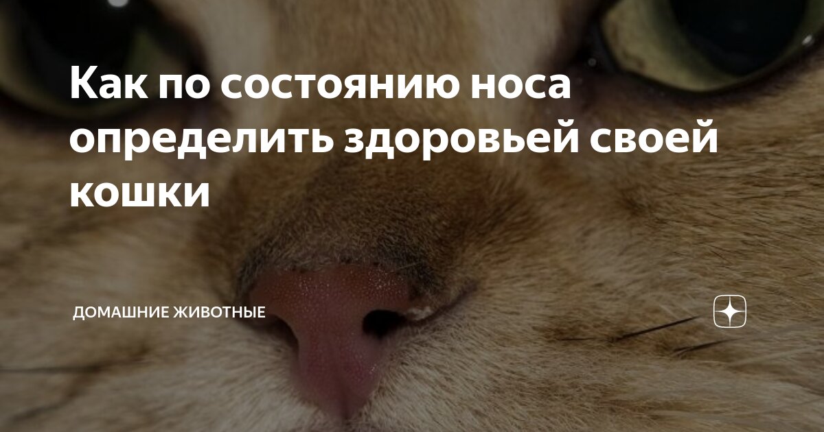 признаки породистой кошки. поведение кошек. психология поведения кошки. поведение кошек. как понять что ваш кот собирается вас убить.