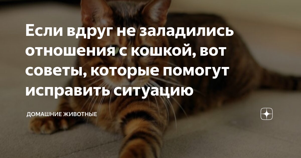 кошка носится по дому. кошку впускают в дом. адаптация кошки в новом доме. дом для котика. адаптация кошки в доме.