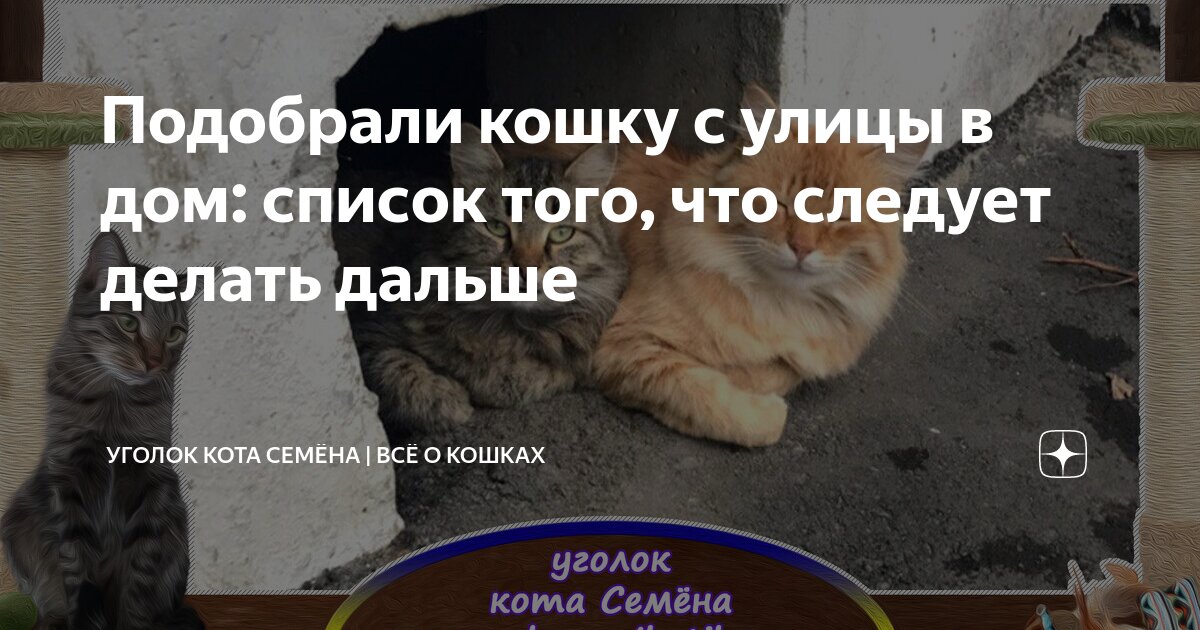инфаркт у кота признаки. левый желудочек при гкмп. кошка с сердечком. острая сердечная недостаточность у кота. гипертрофическая кардиомиопатия у кошек.