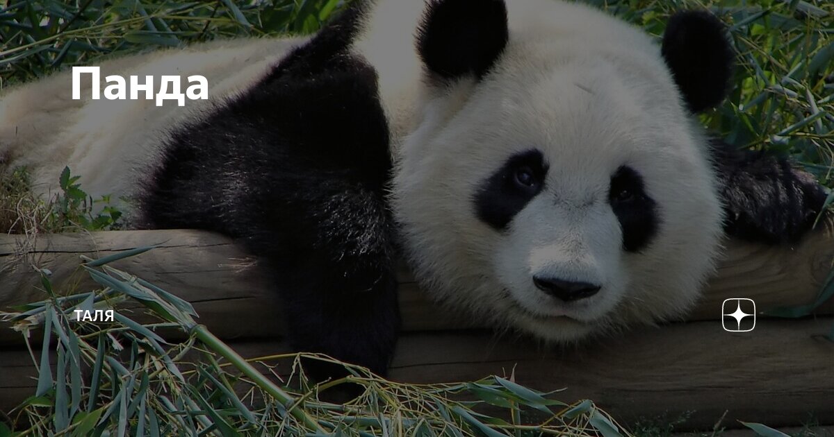 Панда | Таля | Дзен