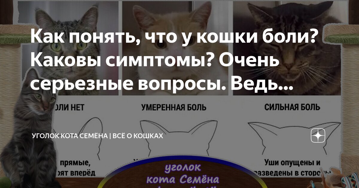 Мочекаменная болезнь мкб у кота. Признаки болезни мочекаменной болезни у кошек. Мочекаменная болезнь у котов симптомы. У кошки воспалилась грудь. Как понять что у кота боли.