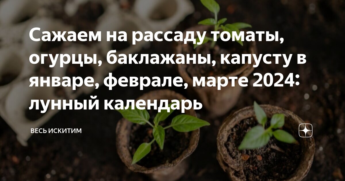 солить капусту по лунному календарю. благоприятные дни для засолки капусты на зиму. когда солить капусту в 2021. когда можно солить капусту в январе 2024. с днем квашеной капусты.
