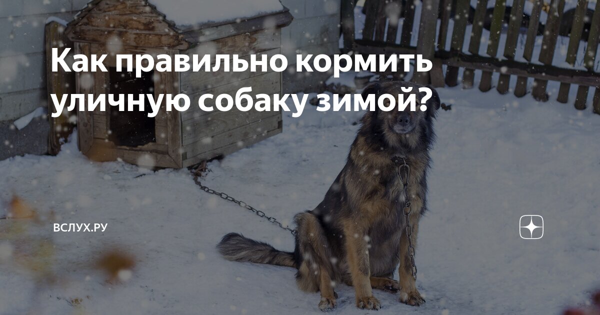 какой мороз выдерживает собака на улице зимой