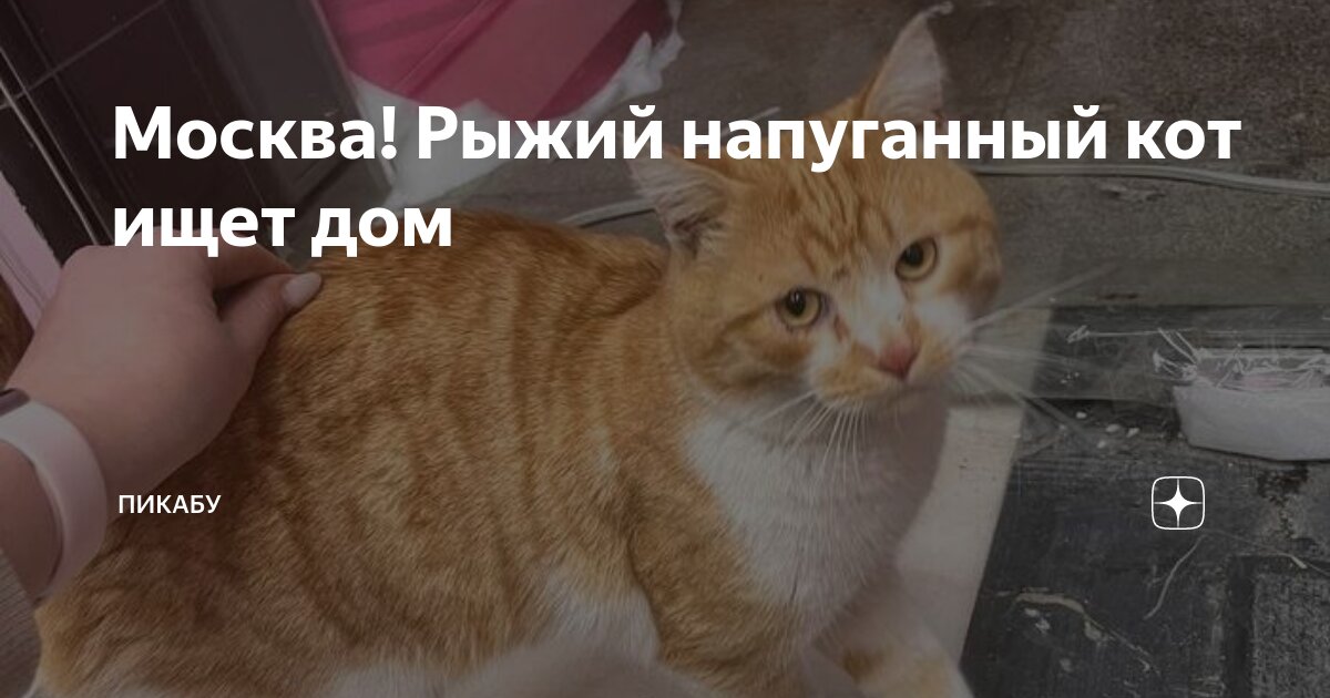 Кот на подоконнике. Кошка в квартире. Бездомные кошки. Рыжий котёнок на лестнице. Кот не идет в дом.