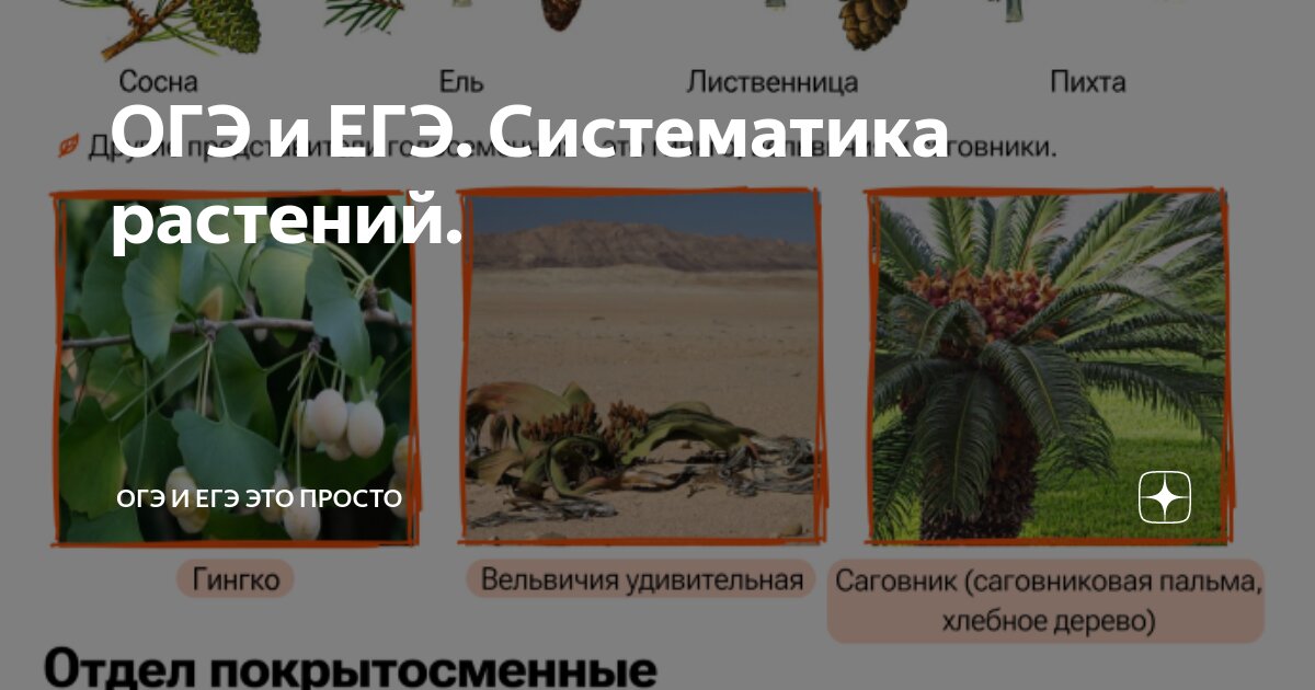 Стенд для кабинета биологии систематика. Систематика органического мира таблица для егэ. Систематика животных огэ. Систематика животных огэ. Иерархия таксонов.