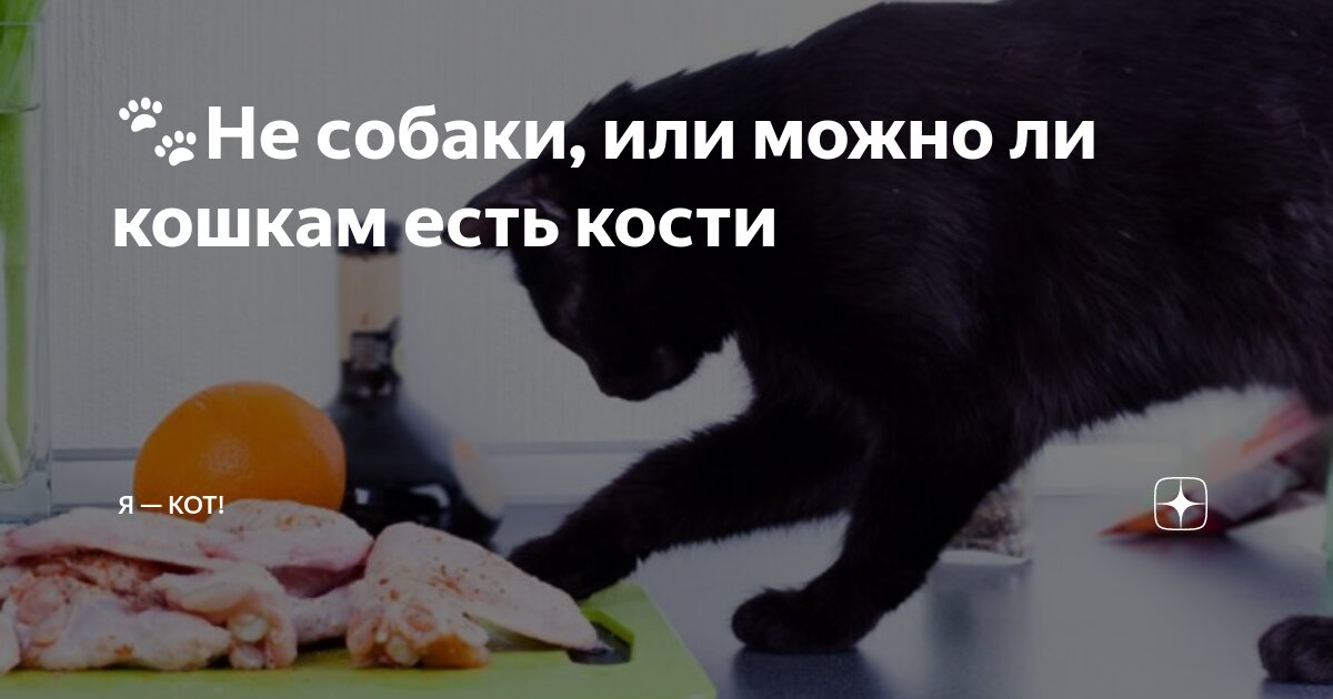 Можно ли давать мяту котятам. Можно ли давать мяту котятам