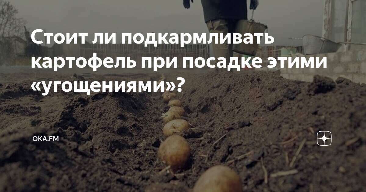 Можно ли при посадке картофеля. Можно ли при посадке картофеля