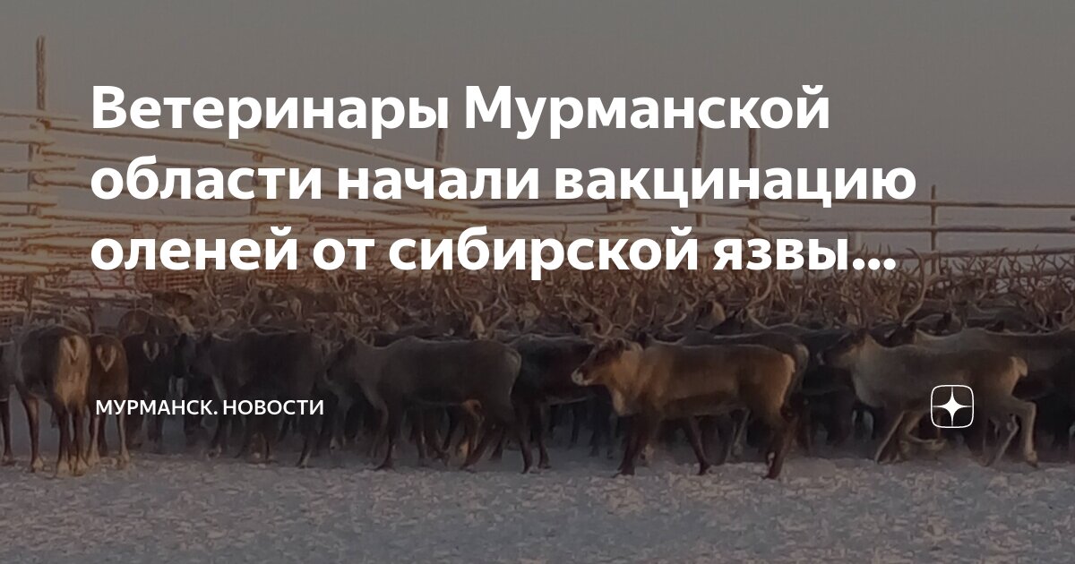 мурманск вакцинация. сделать прививку мурманске. сделать вакцину в мурманске. сделать прививку мурманске. коронавирус в мурманской области на сегодня бесплатно.