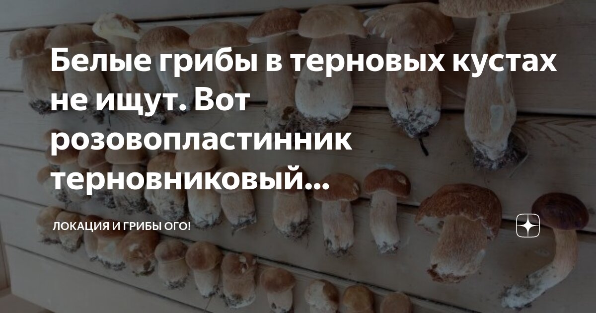 Грибная поляна белых белых грибов. Где найти белые грибы. Где найти белые грибы. Куда можно собирать грибы. Грибная поляна белых белых грибов.