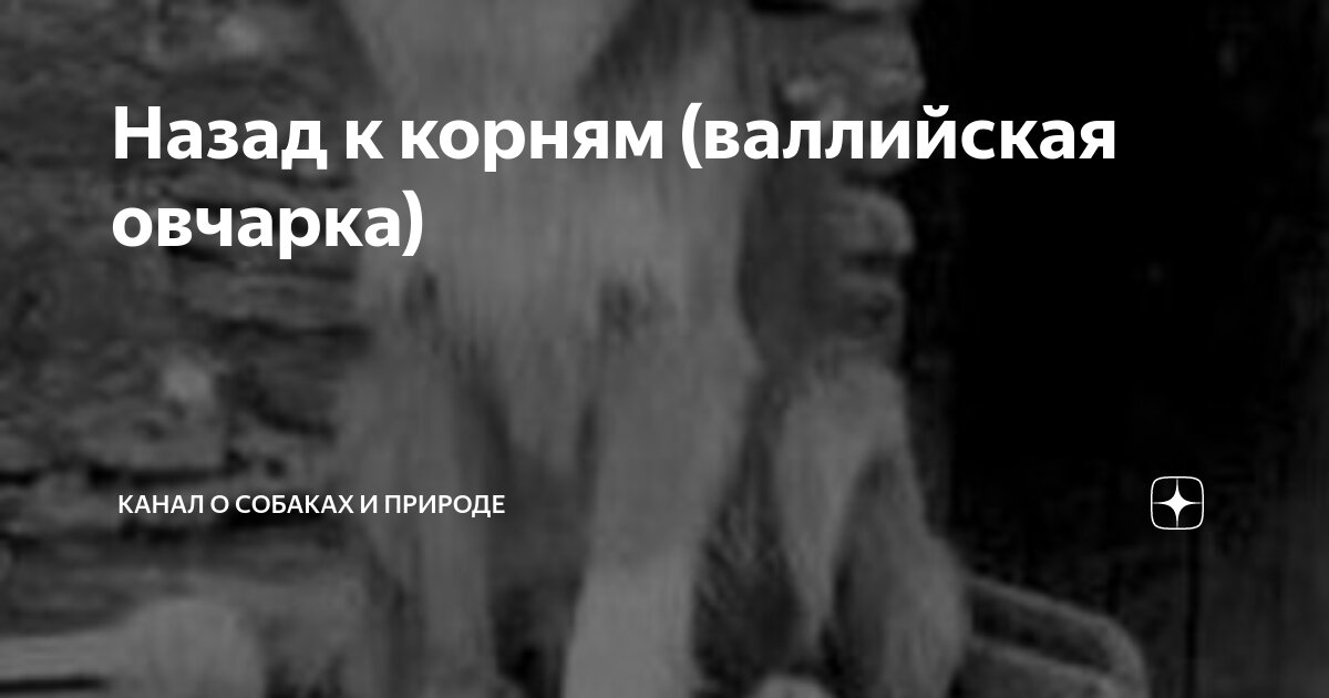 проверочное слово к слову собака. собачонка корень. собачонка корень. собаки породы вельш корги пемброк. собака вельш корги пемброк.