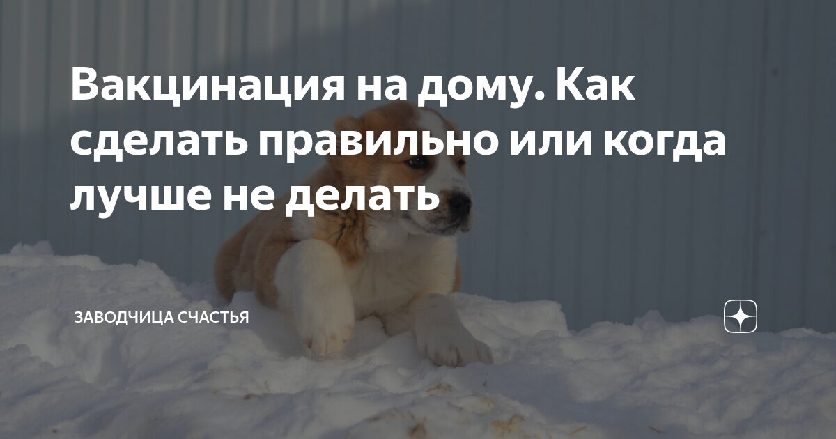 марли и я. что надо делать с собакой. что надо делать с собакой. памятка укусы собак. памятка по уходу за собакой.