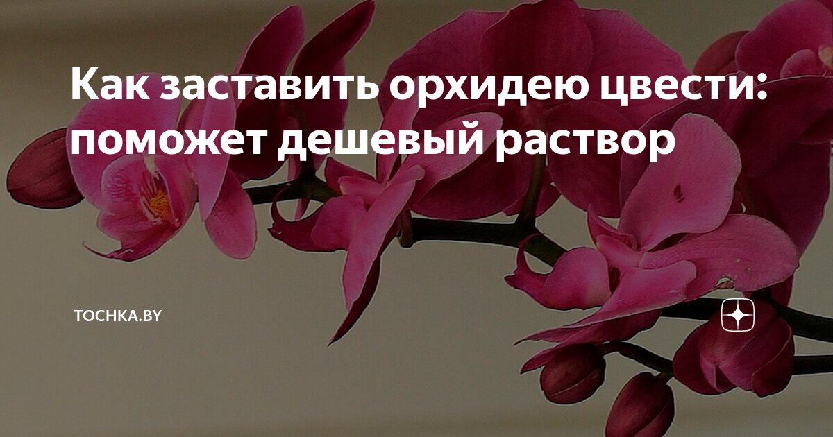 пересадить орхидею правильно. памятка по уходу за орхидеей. удобрения для орхидей для цветения. подкармливать ли орхидеи во время цветения. подкармливать ли орхидеи во время цветения.