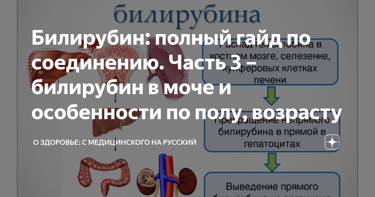 Билирубин общий повышен что это у мужчины. Билирубин общий повышен что это у мужчины