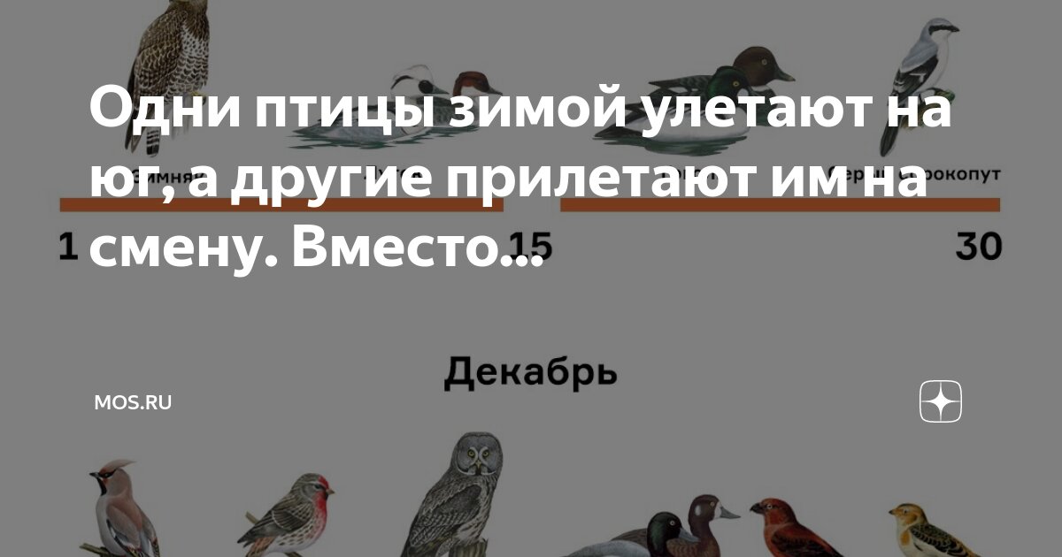 Почему птицы улетают зимой в теплые края