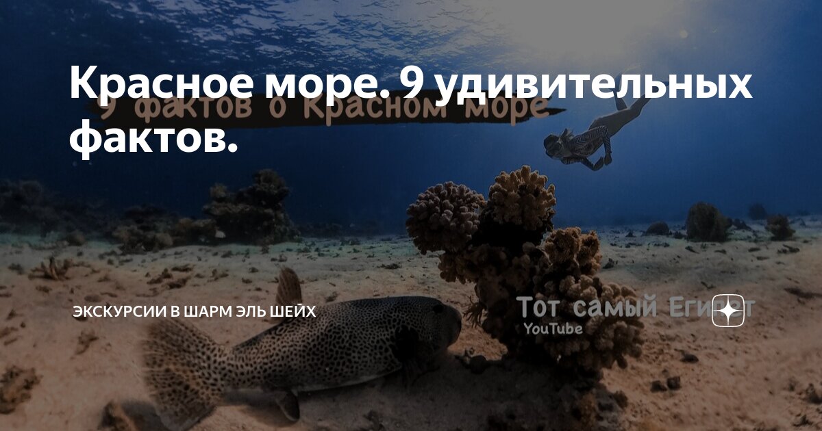 10 интересных фактов о Красном море