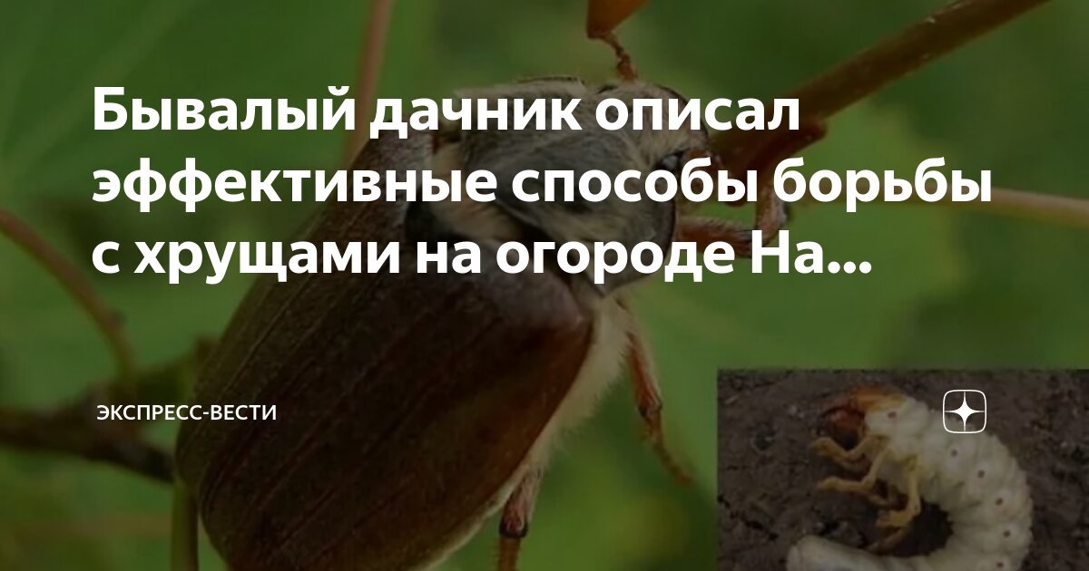 Мраморный хрущ личинка. Как избавиться от майского жука. Как избавиться от майского жука. Средство от хруща майского. Личинка жука мучного хруща.