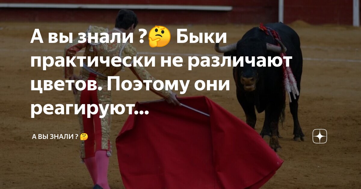 Как видит бык красную тряпку. Миф правда. Почему быки реагируют на красный цвет. Бык любит красный цвет. Как видит бык красную тряпку.