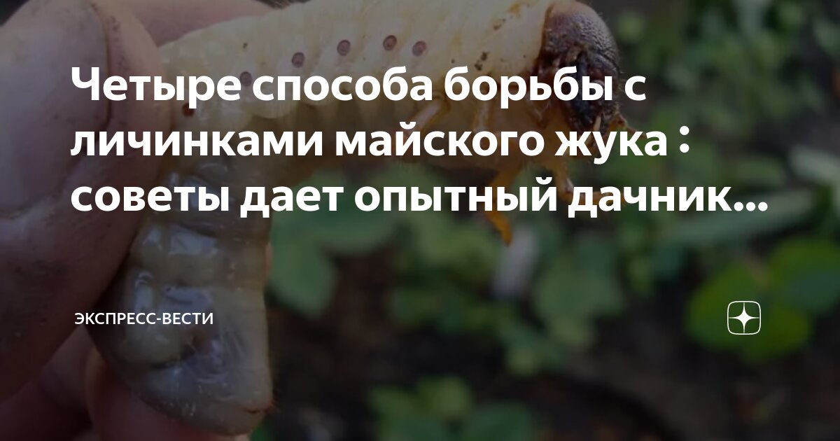 способы передвижения насекомых. внутреннее строение насекомых майский жук. способы передвижения майского жука. царство майского жука. характеристика жесткокрылые и представитель.