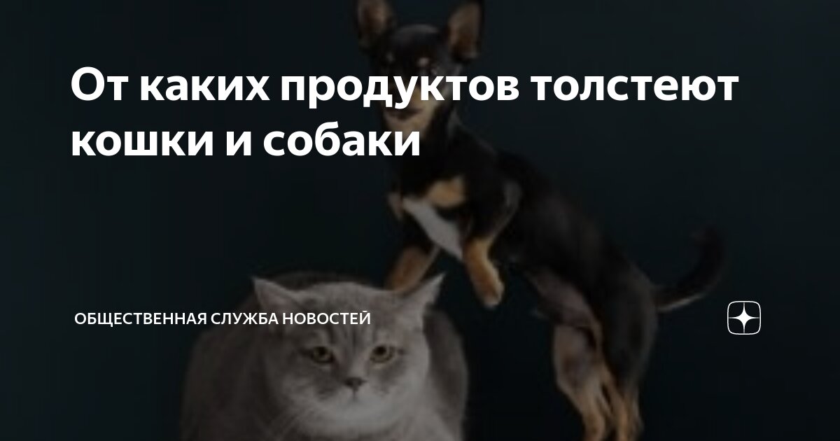 собака облизывает. комиксы про собак и кошек. собака и кошка вместе. почему собаки больше кошек. почему собаки больше кошек.