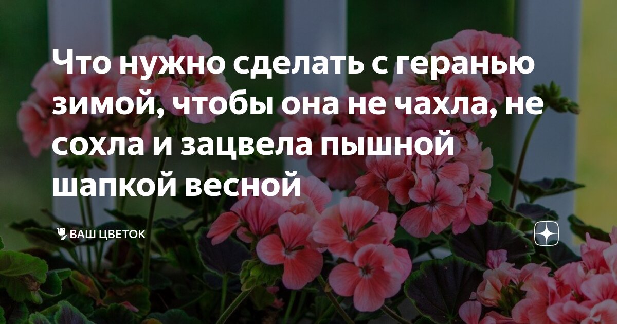 Чтобы зацвела пеларгония