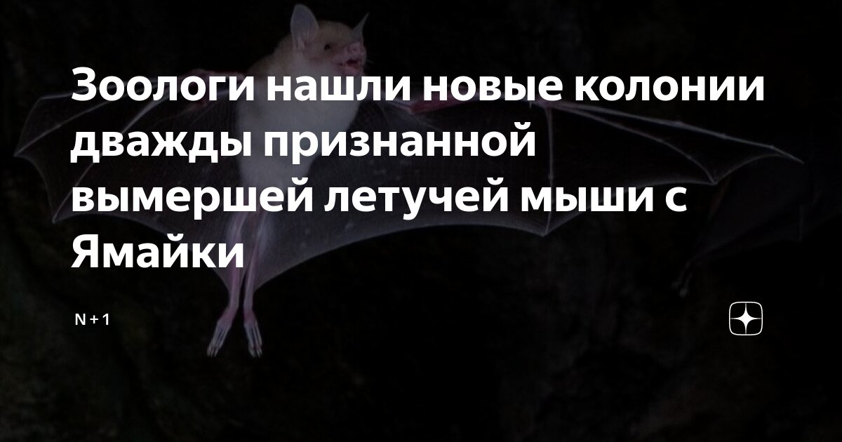 Японские тесты на внимательность в картинках. Тест найти и летучую мышь. Тест найди на картинке. Тест найти и летучую мышь. Летучая мышка мотылек.