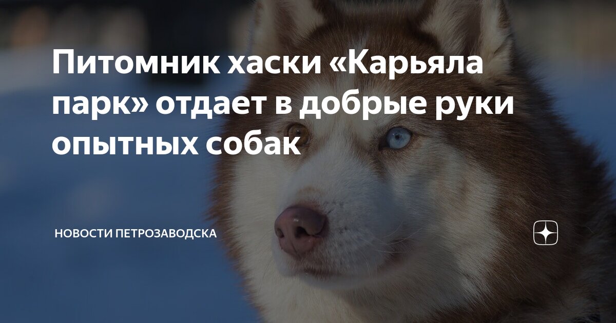 опытные псы. питбультерьер халк. опытные псы. шотландский дирхаунд и ирландский волкодав. немецкая овчаркаволкода.