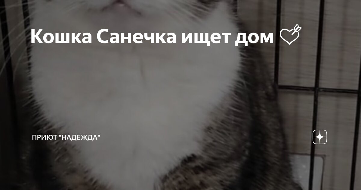 кровососущие насекомые мошки. двукрылые среда обитания. спили мушку сынок. пили мушку. муха цц сонная болезнь.