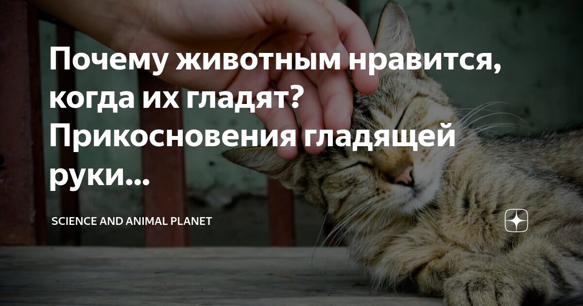 Где гладить кошку. Места где гладить кошку. Почему кошка не любит когда трогают. Почему кошка не любит когда трогают. Почему кошка не любит когда трогают.