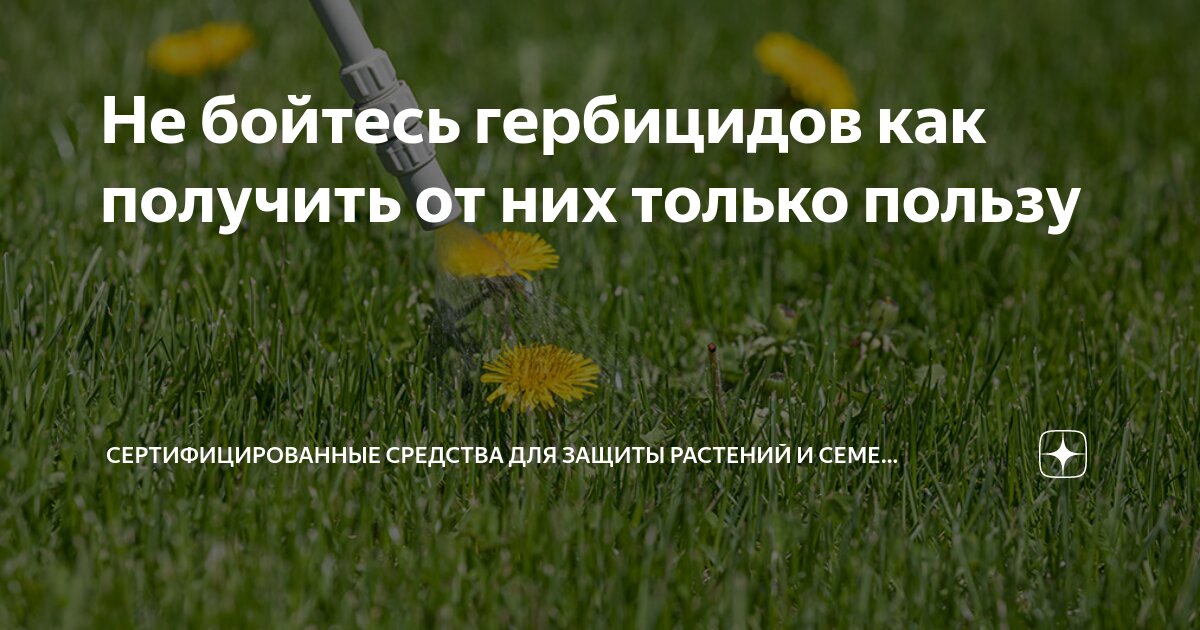 Жизненный цикл голосеменных егэ. Образуют ли семенные растения пыльцу. Размножение голосеменных гаметофит. Образуют ли семенные растения пыльцу. Процесс размножения голосеменных растений.