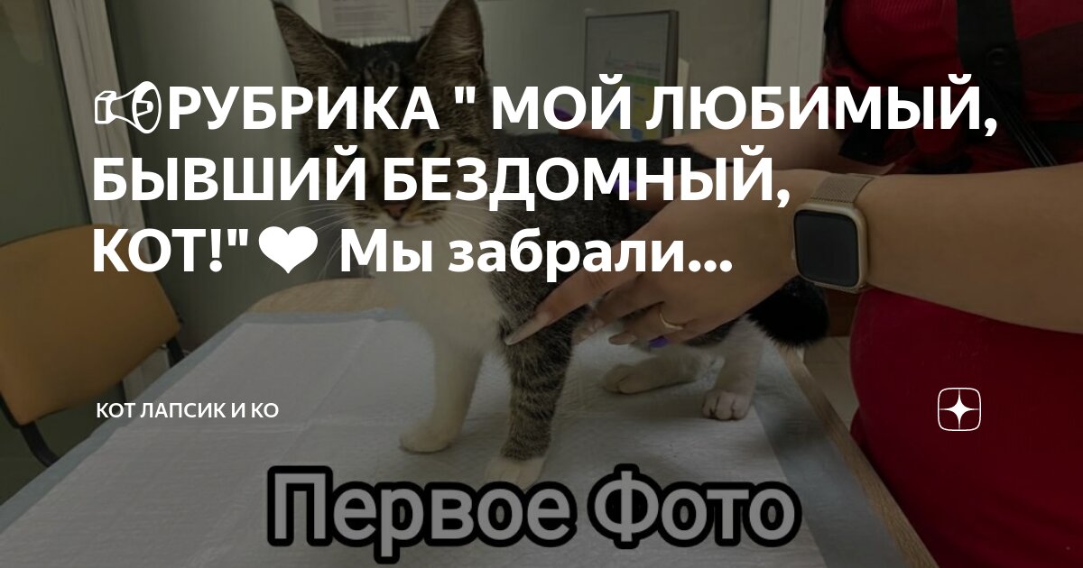 почему надо стерилизовать кошек. почему кошка не есть после стерилизации. почему кошка не есть после стерилизации. стерилизуйте кошек. зачем стерилизовать животных картинка.