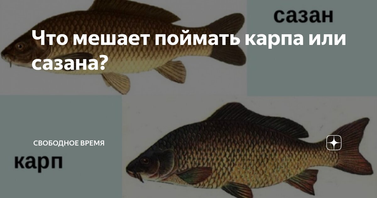 Семейство карповых виды рыб