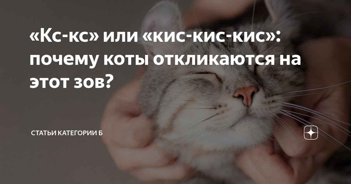 Кис кис твой котик