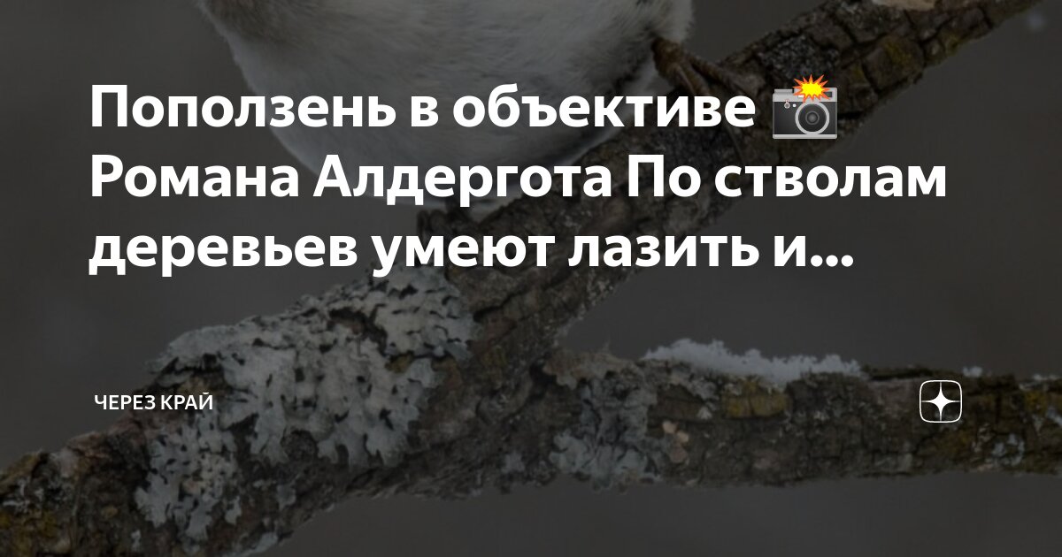 Лазает по стволам деревьев. Спиленное дерево. Арбористика tree climbing. Лазает по стволам деревьев. Кот залез на дерево.