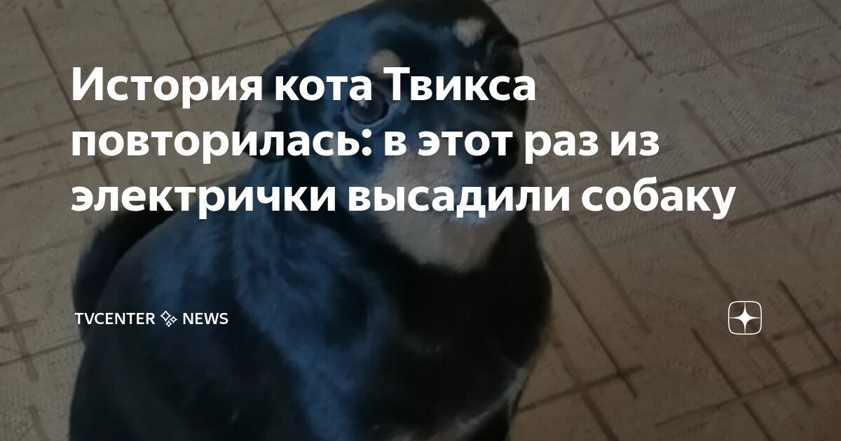 стих про собаку. глаза бездомной собаки. грустный песик. грустные стихи про собак. стих про брошенную собаку.