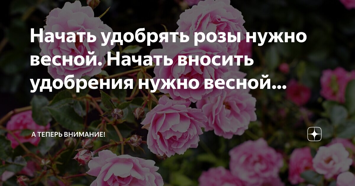 чем удобрять для пышного цветения. подкормка петуний для роста и цветения. фертика кристалон (микроудобрение) 500 мл. удобрения для растений. удобрение для роз.