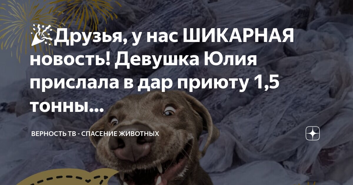 Спасения бездомных животных дари добро. Спасения бездомных животных дари добро