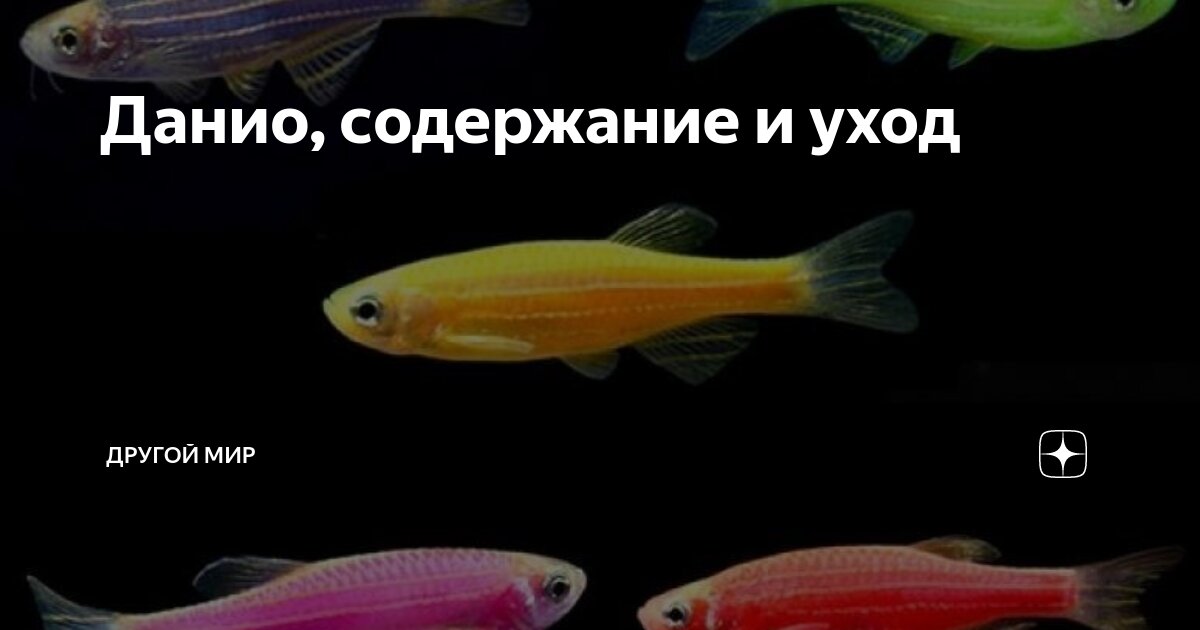 Виды роды семейства рыб