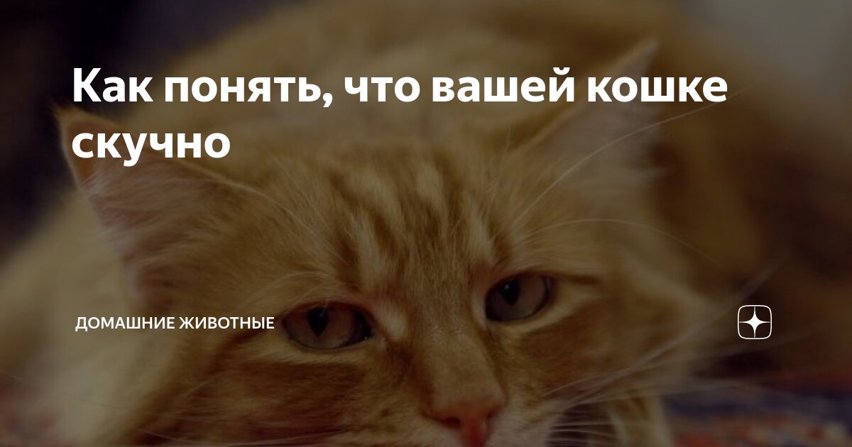 скучно ли кошкам. котик скучает. кот скучает. скучно ли кошкам. котики картинки.