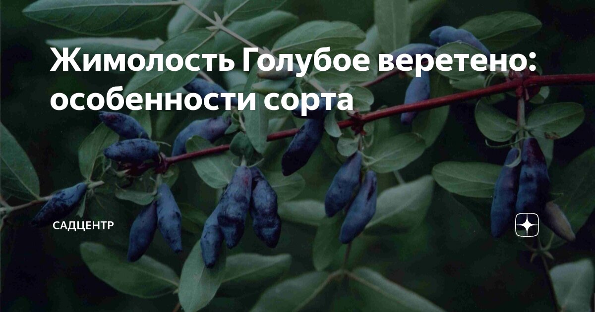 Жимолость Синяя птица - купить с доставкой по выгодным ценам в интернет-магазине