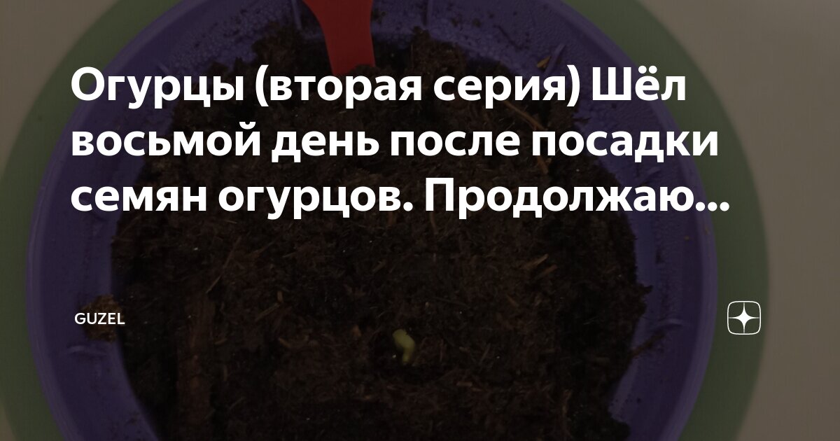 посадите следящих. сажаем деревья вместе. посадка растений. сажание деревьев. посадите следящих.