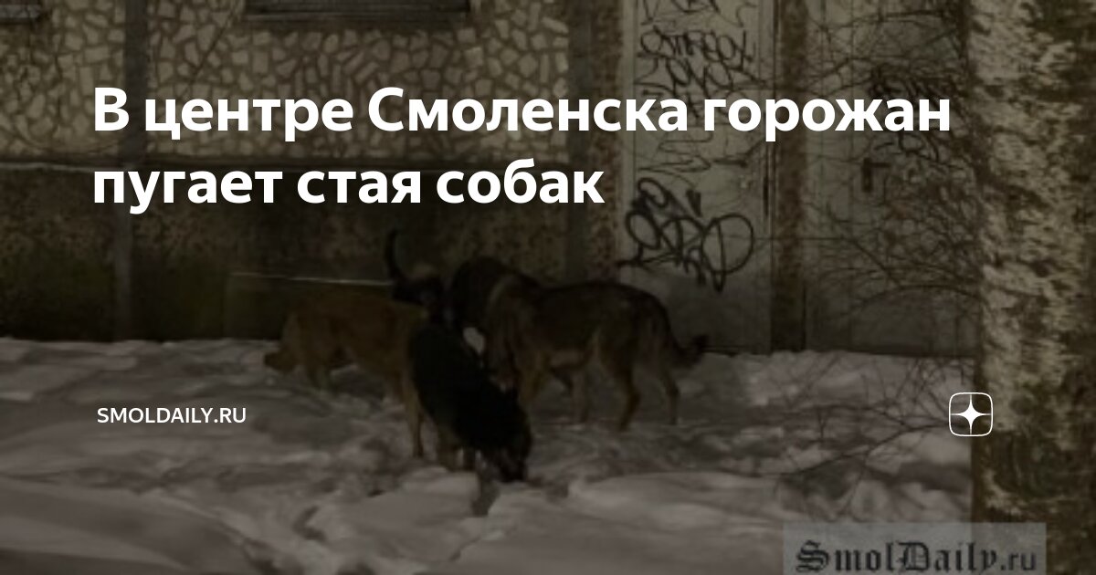 Нападение собаки на чело. Маленькая собака боится. Человек перекрашенный в собаку. Страшная соседская собачка. Испугались маленькой собачки.