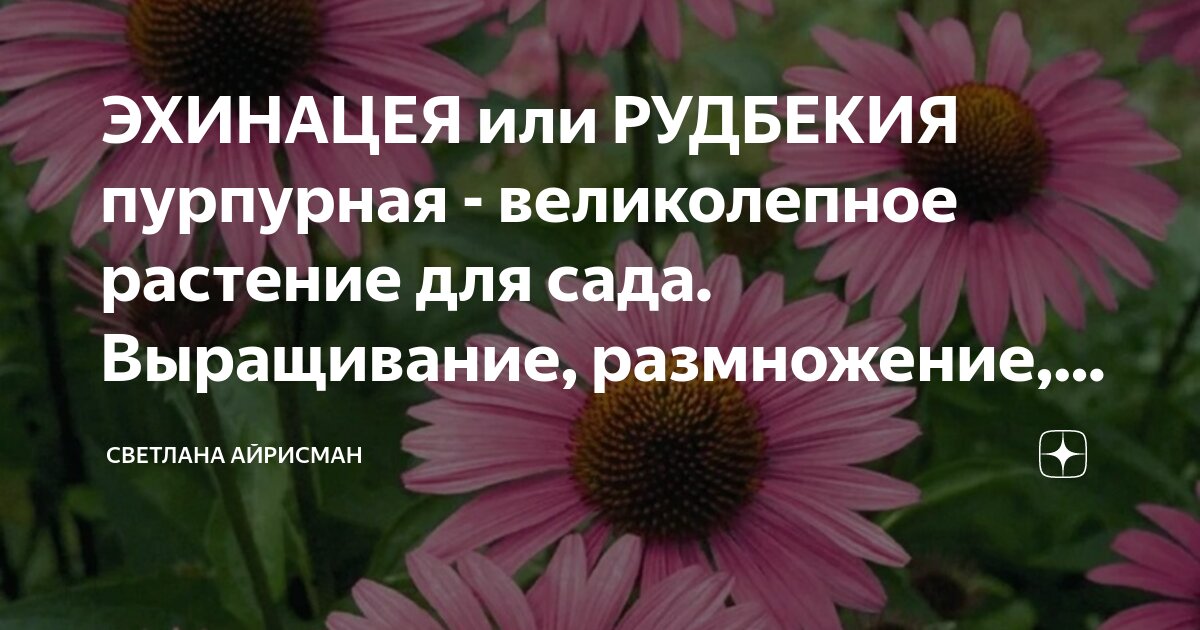ЭХИНАЦЕЯ или РУДБЕКИЯ пурпурная - великолепное растение для сада ...