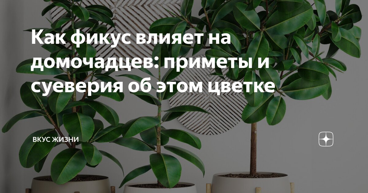 цветы в доме для семейного благополучия. растение горшечное калатея кроката. толстянка аихризон. лечебные комнатные растения. цветы для благополучия в доме.