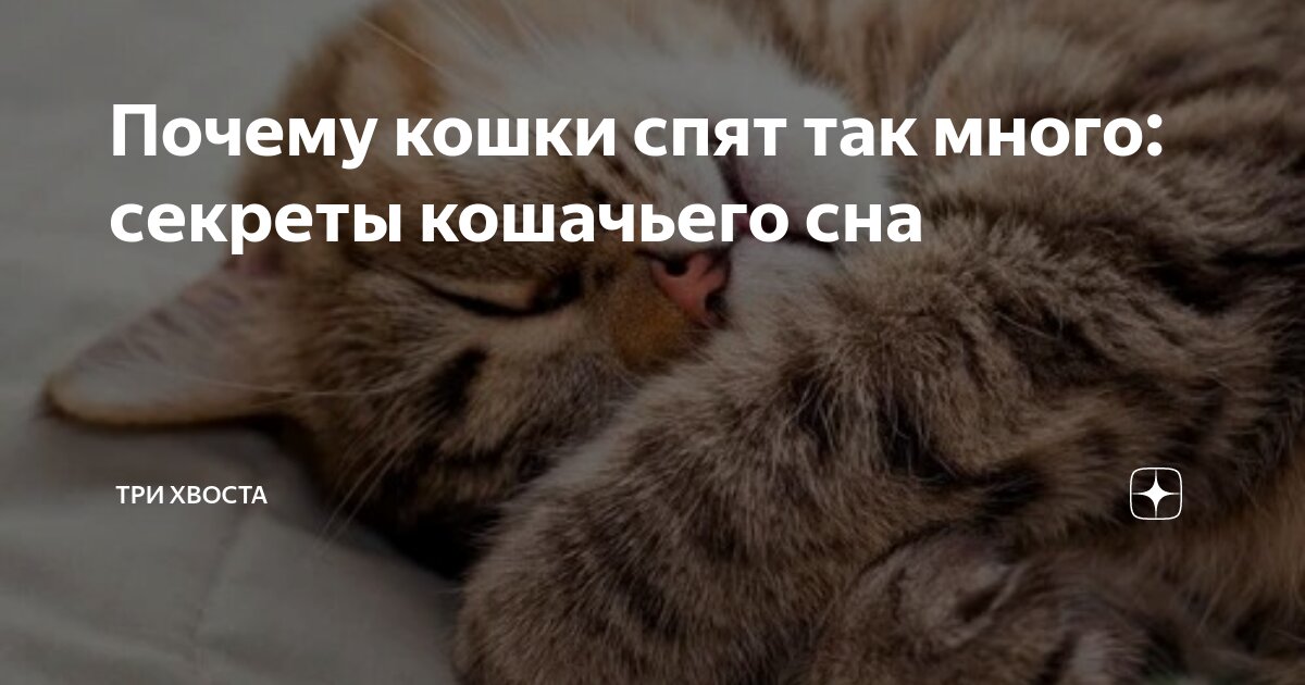 К чему снится выкинуть кошку