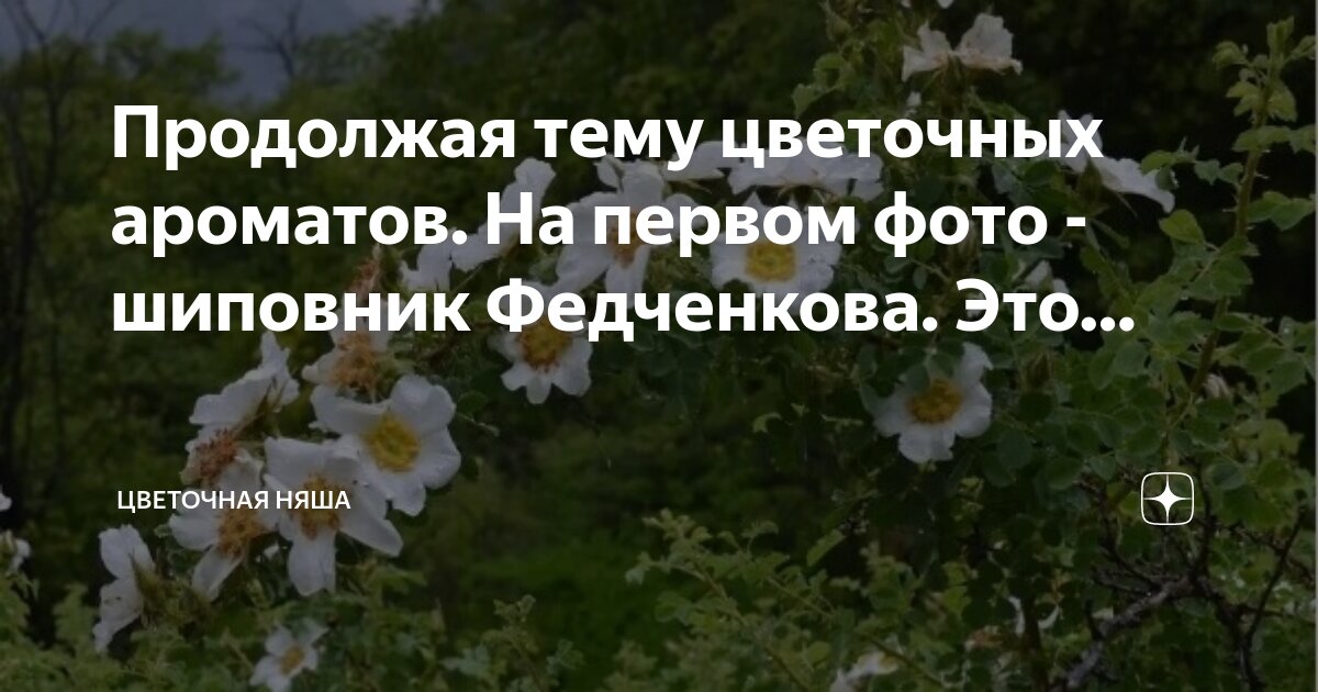 систематика шиповника. шиповник разбор 1. цветок шиповника в руке. фонетический разбор 4 класс. как сделать фонетический анализ слова.