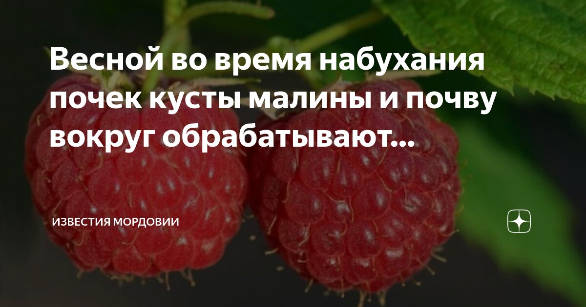 У двоих родилась куста набухла почка куст